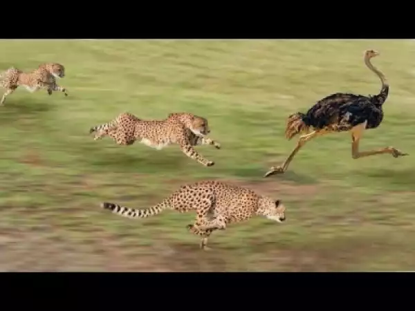 Video: Amazing Cheetah Compilation - The Fastest Animal in the World!